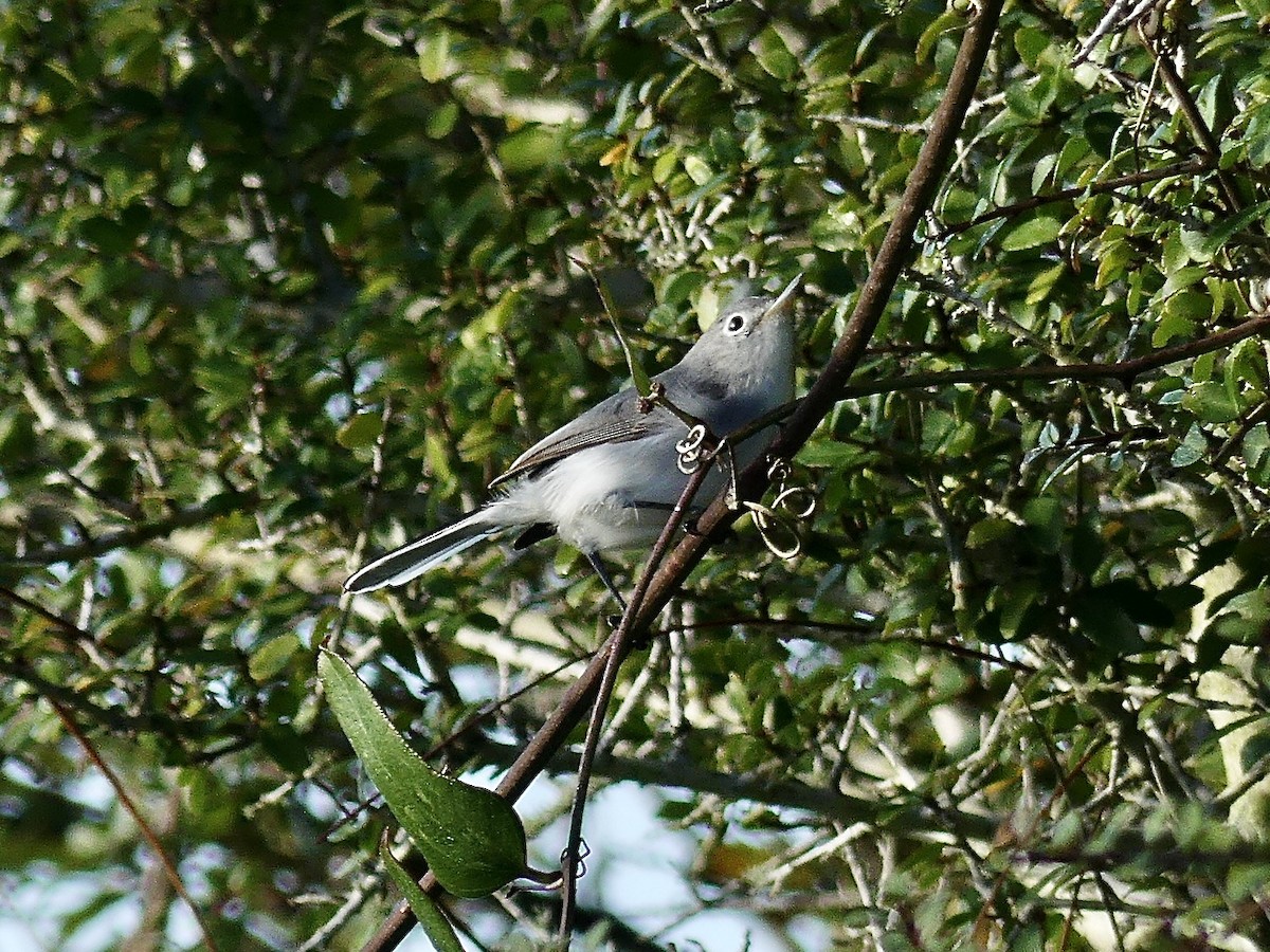 Голубая комароловка - ML645143818