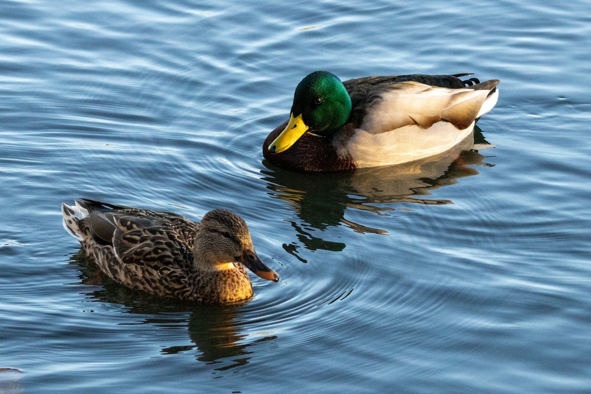 Mallard - ML645143823