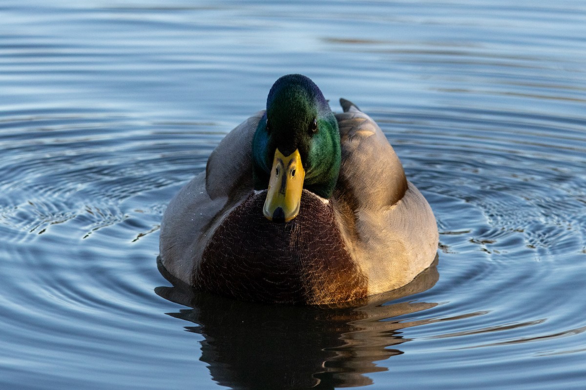 Mallard - ML645143824
