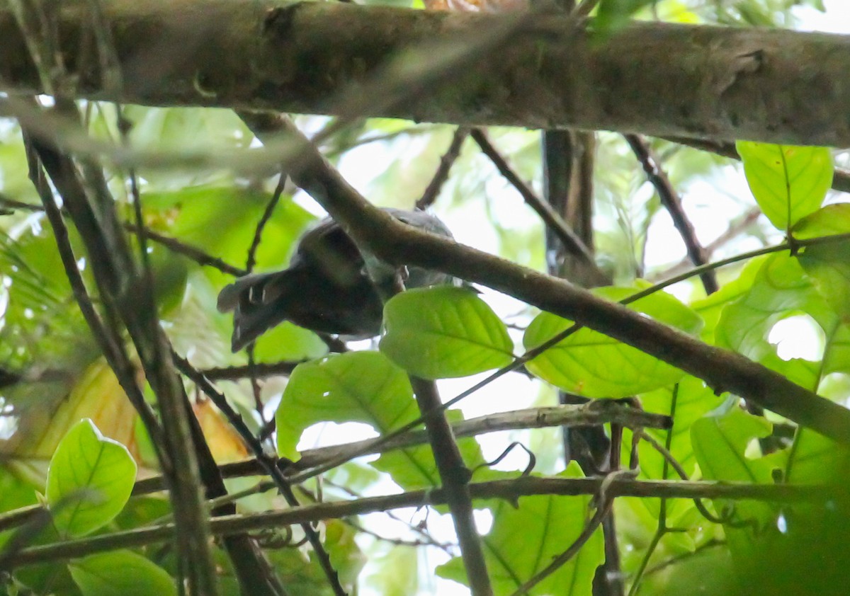 Grisin ardoisé - ML645143828