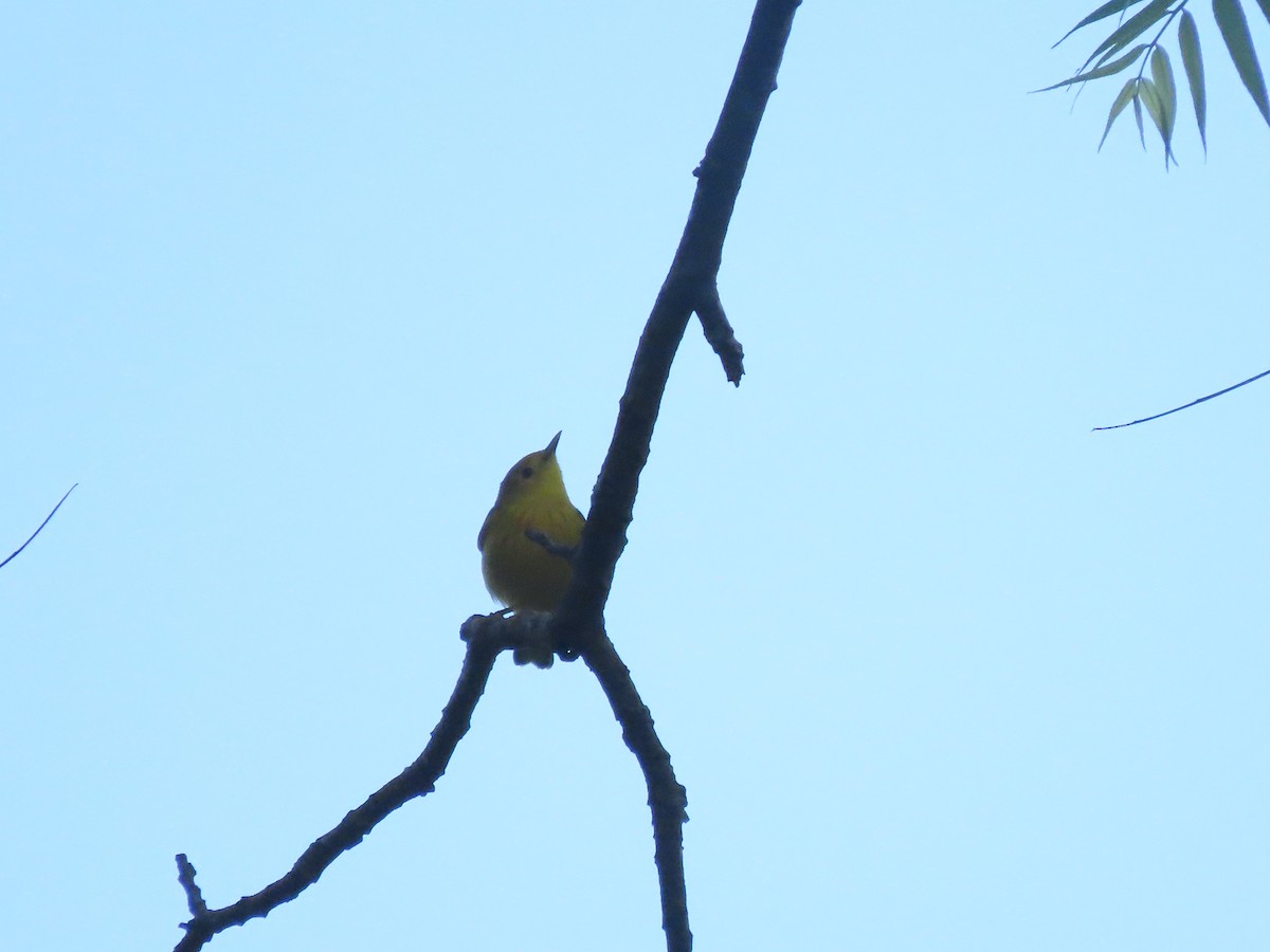 Northern Yellow Warbler - ML645143829