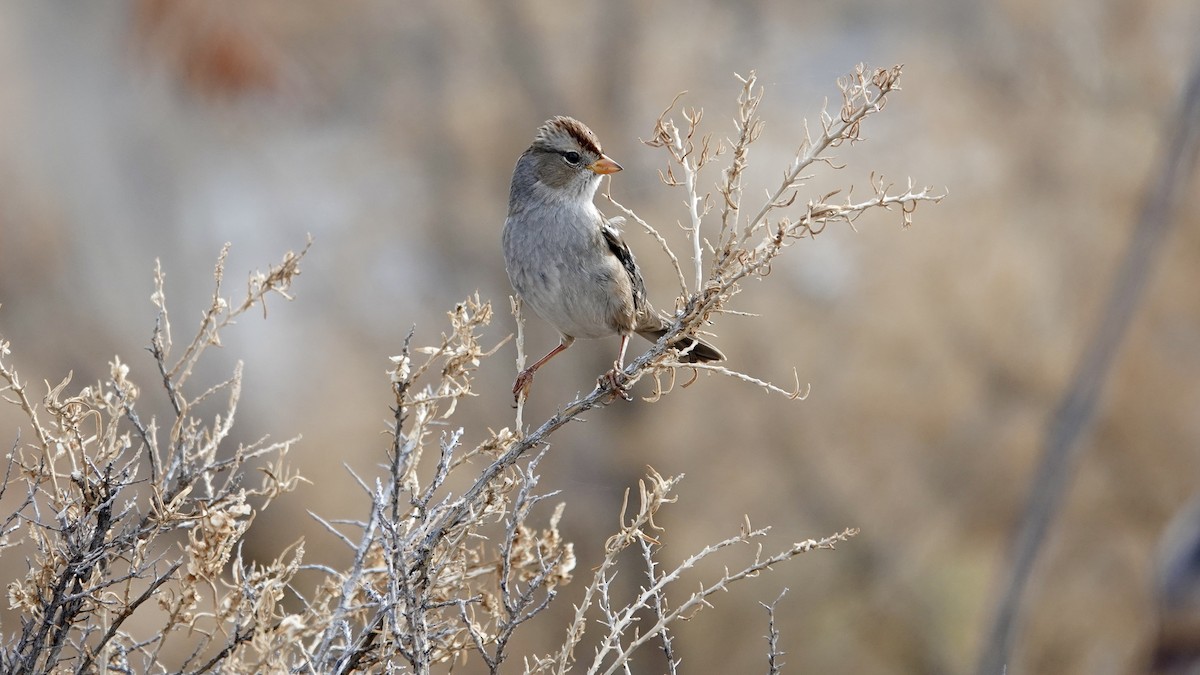 Белобровая овсянка - ML645143830