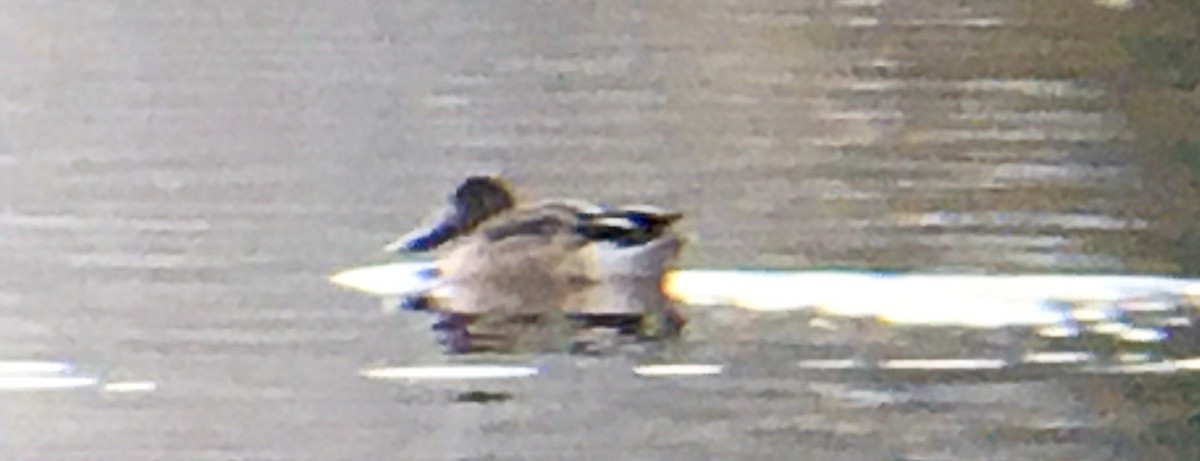 Mestolone - ML645143837