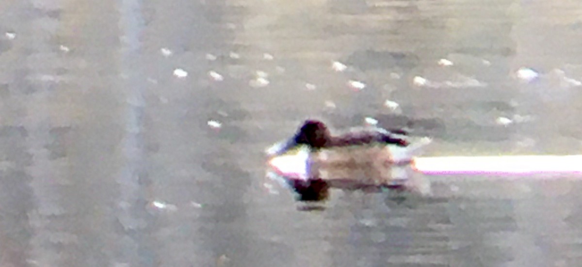 Mestolone - ML645143838