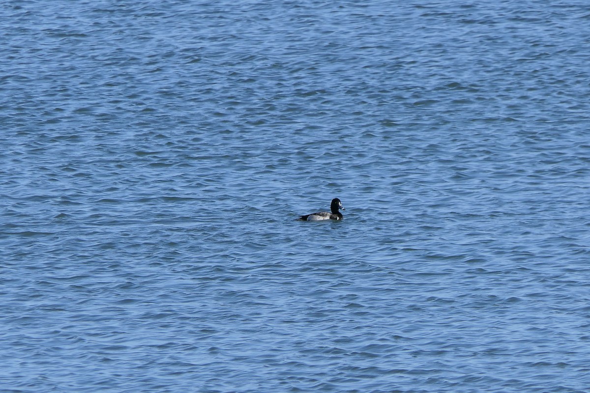Greater Scaup - ML645143840