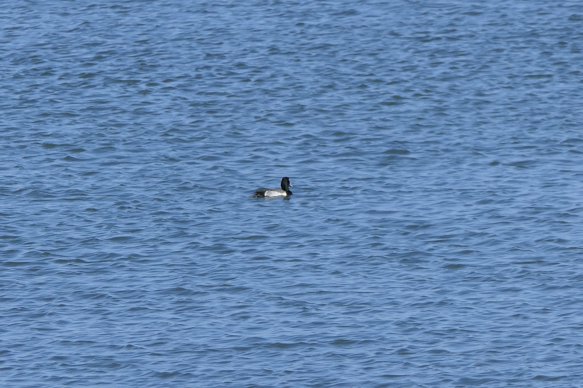 Greater Scaup - ML645143841