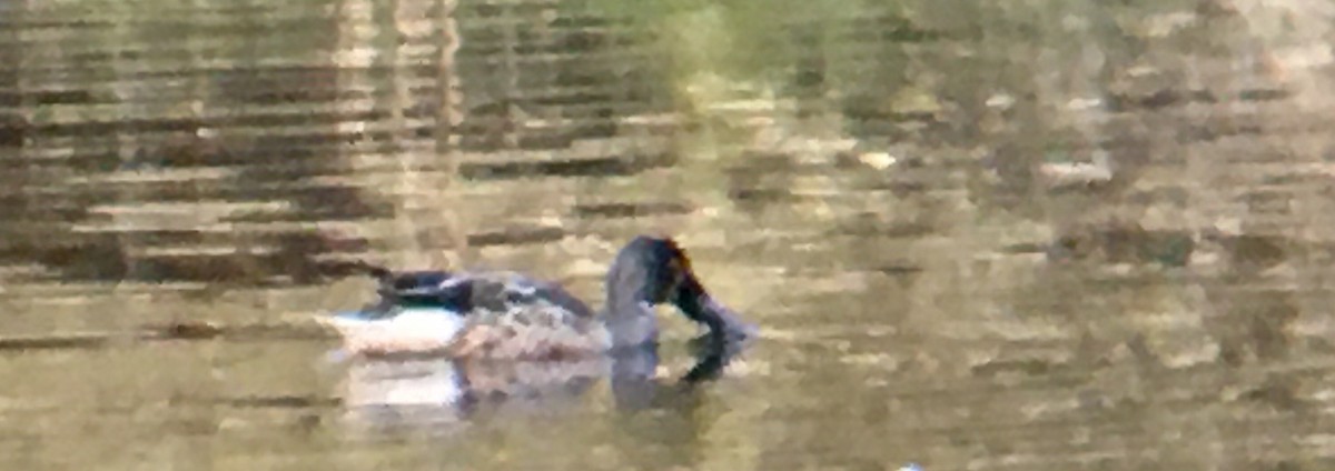 Mestolone - ML645143845