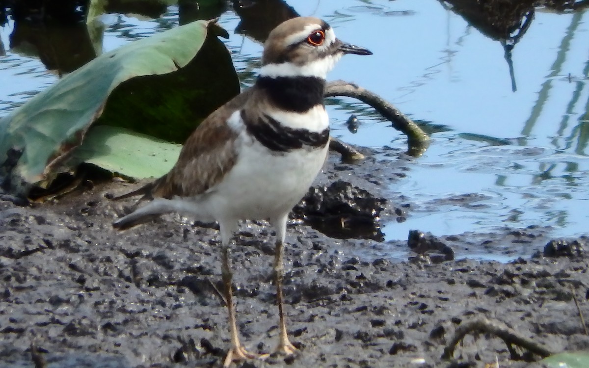 Killdeer - ML645143847