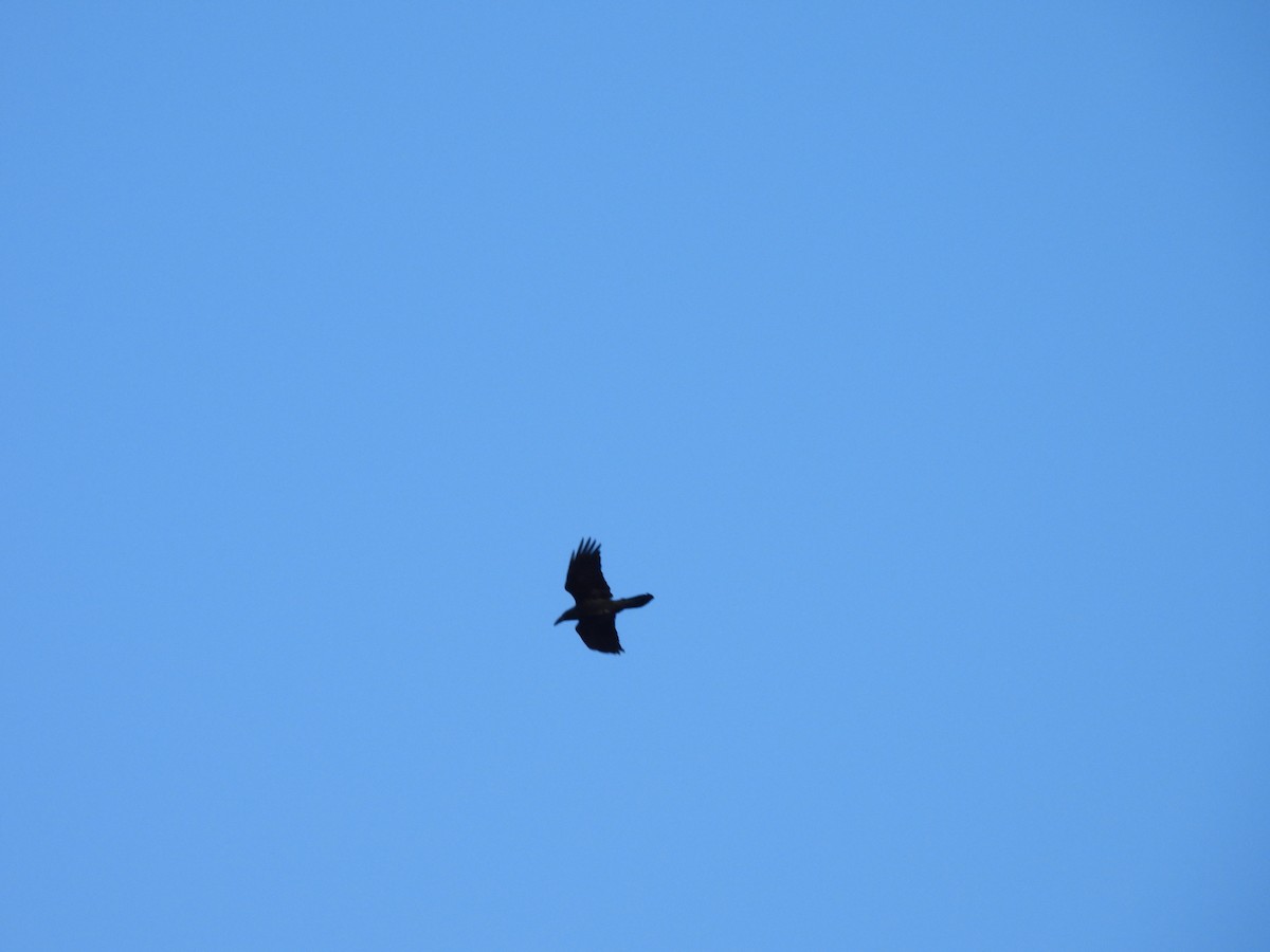 Kolkrabe - ML645143848