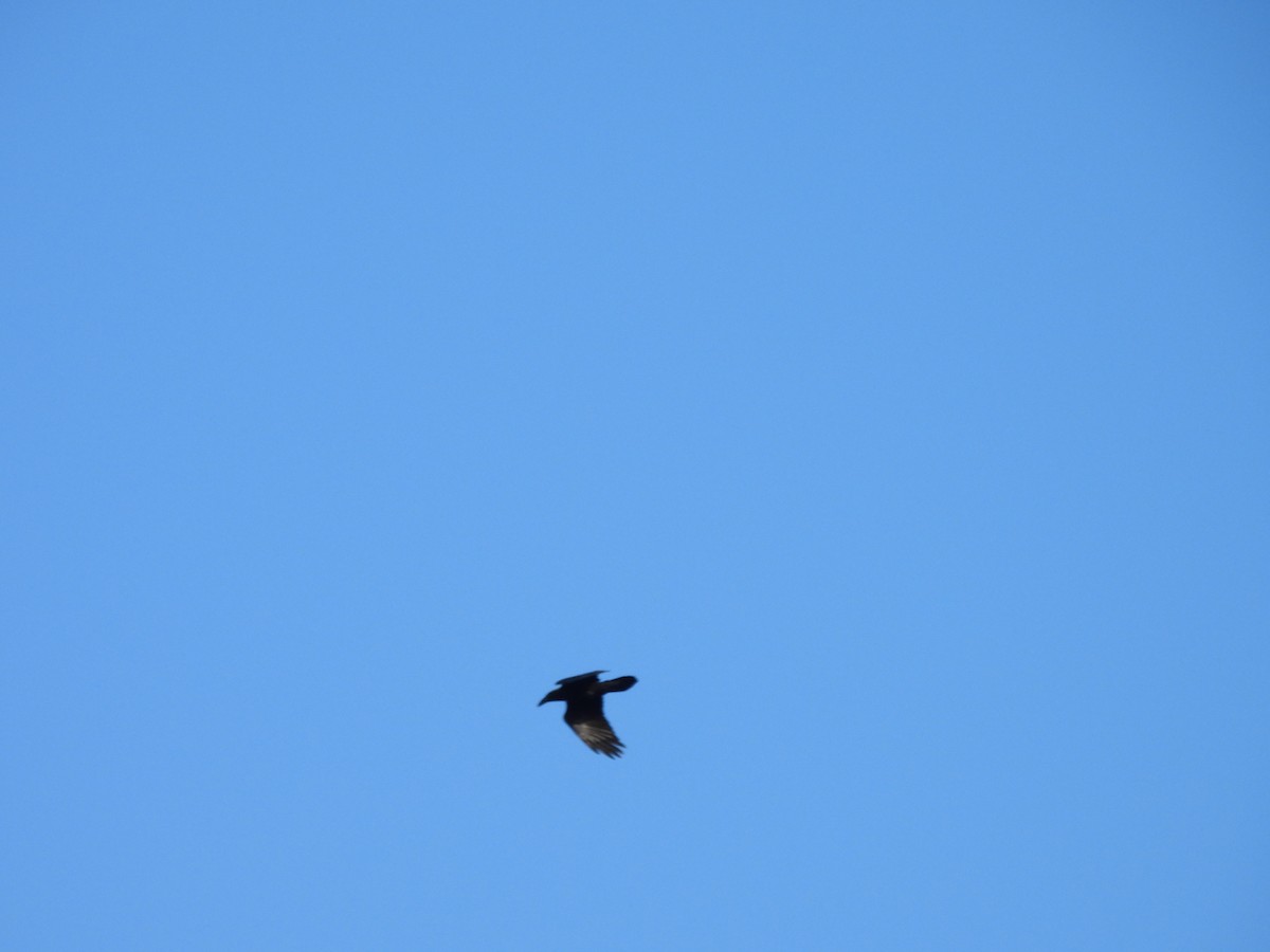 Kolkrabe - ML645143849