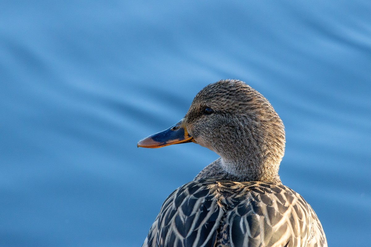 Mallard - ML645143856