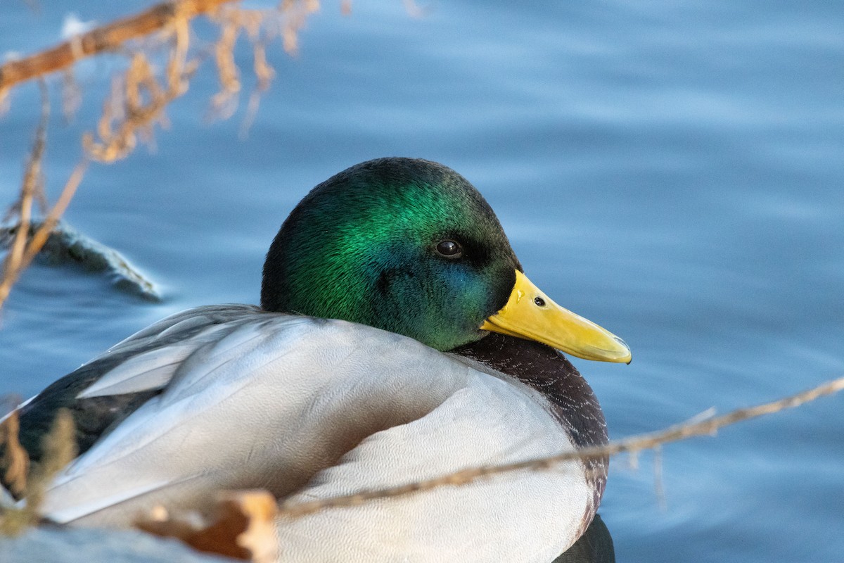 Mallard - ML645143857