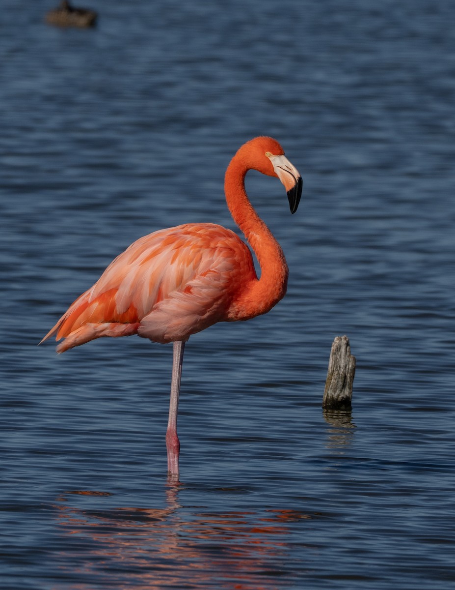 American Flamingo - ML645143863