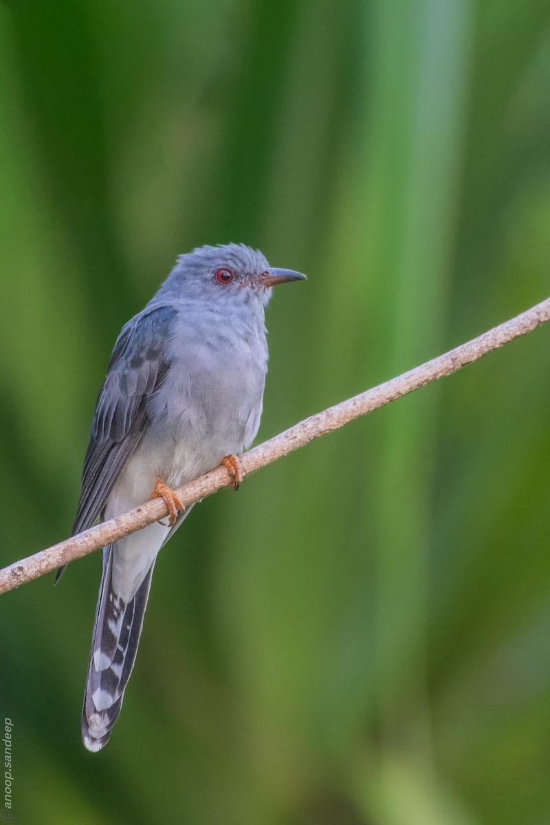 Воробьиная кукушка - ML645143866