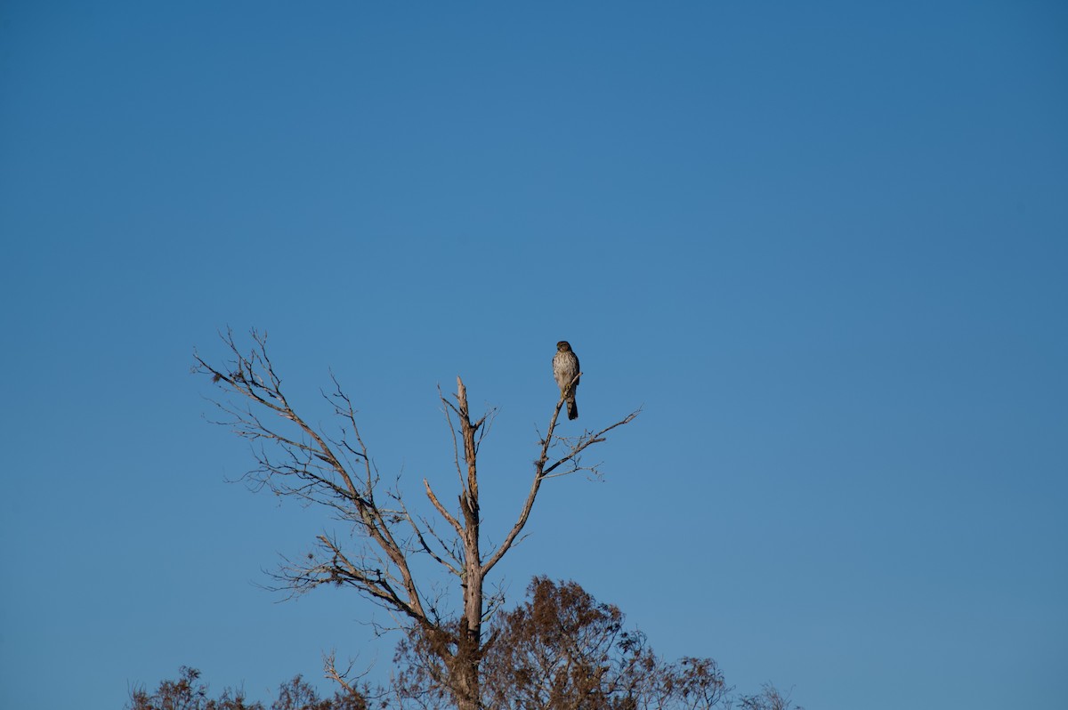 Cooper's Hawk - ML645143867