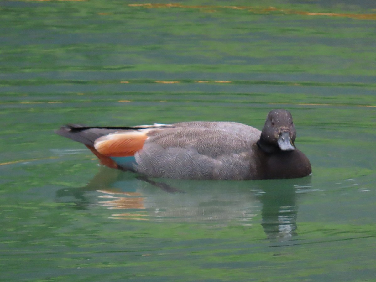 クロアカツクシガモ - ML645143891