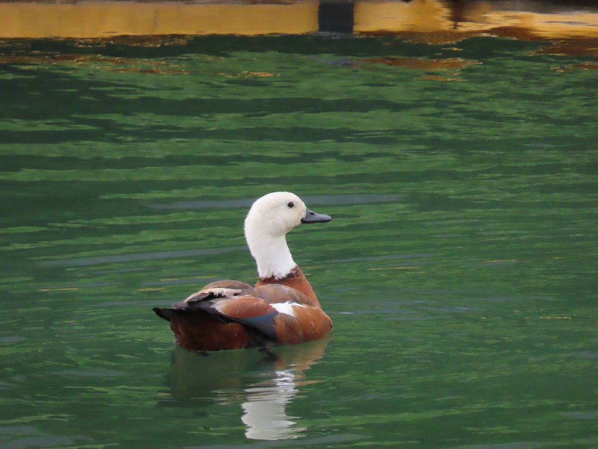 クロアカツクシガモ - ML645143892