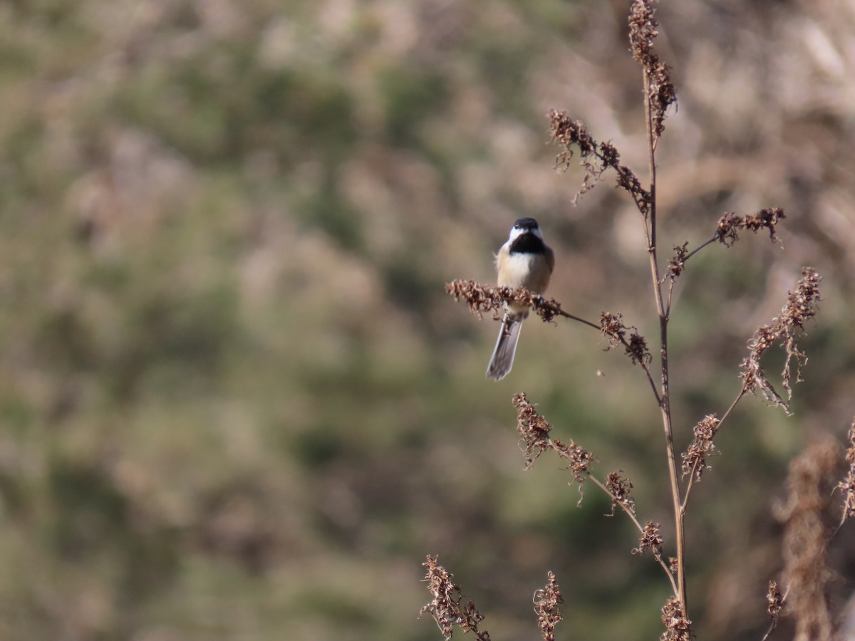 Black-capped Chickadee - ML645143899