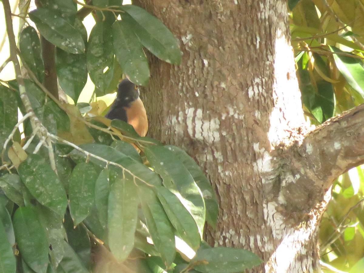 kukačka východoasijská - ML645143901