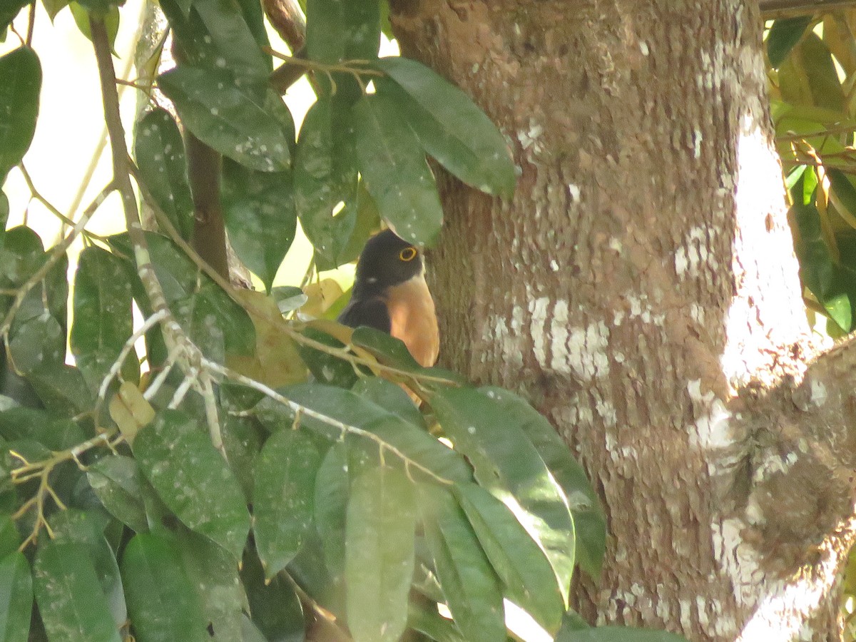 kukačka východoasijská - ML645143904