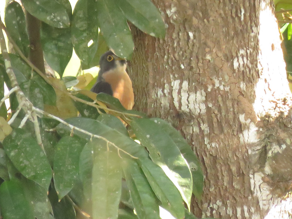 kukačka východoasijská - ML645143905