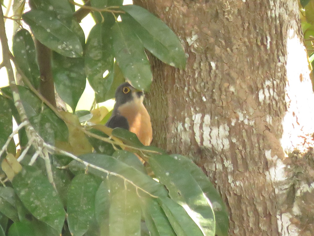 kukačka východoasijská - ML645143906