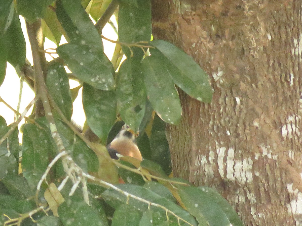 kukačka východoasijská - ML645143907