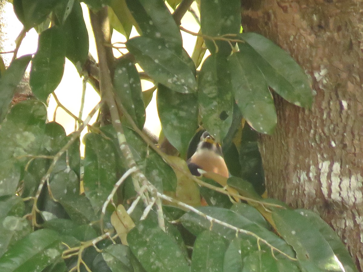 kukačka východoasijská - ML645143908