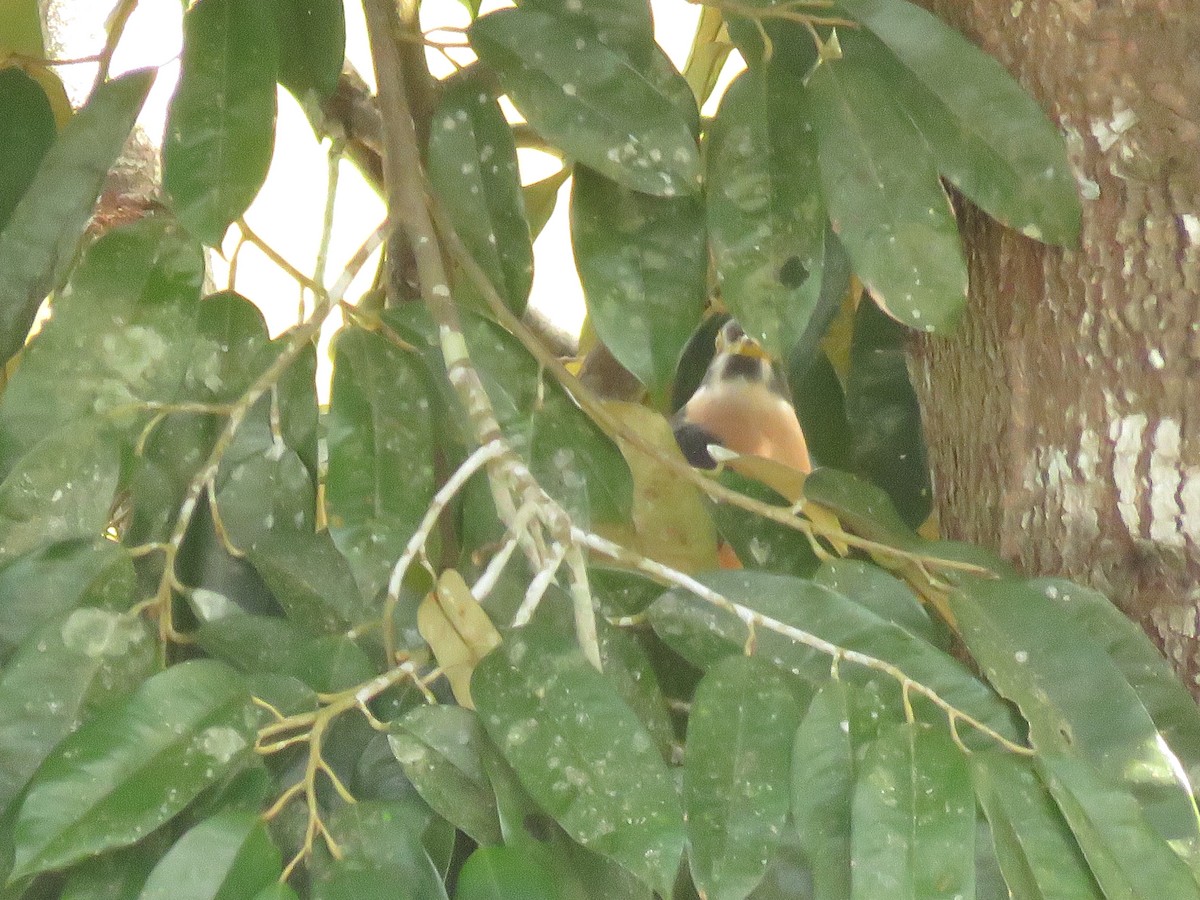 kukačka východoasijská - ML645143909