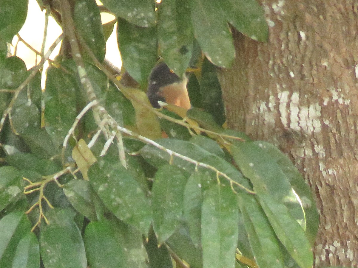 kukačka východoasijská - ML645143910