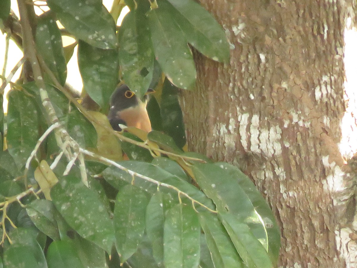 kukačka východoasijská - ML645143911