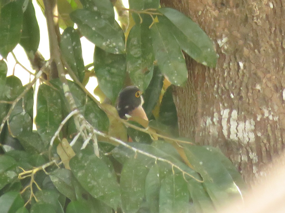 kukačka východoasijská - ML645143912