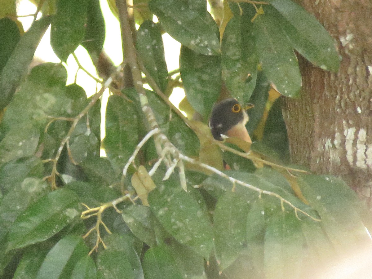 kukačka východoasijská - ML645143913