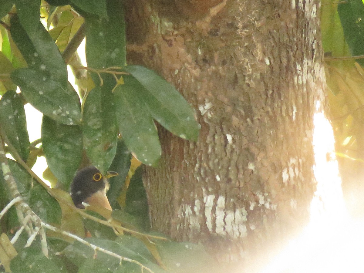 kukačka východoasijská - ML645143914