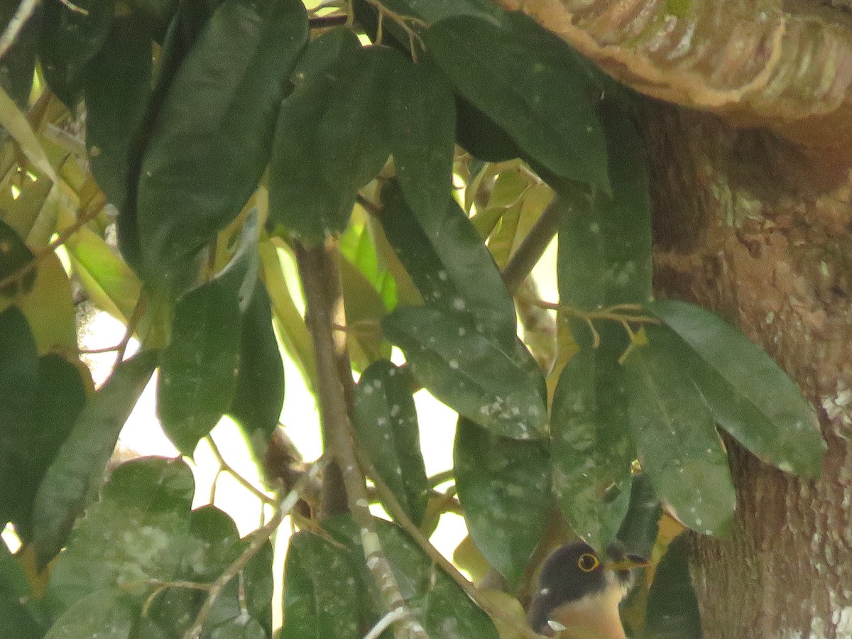 kukačka východoasijská - ML645143915