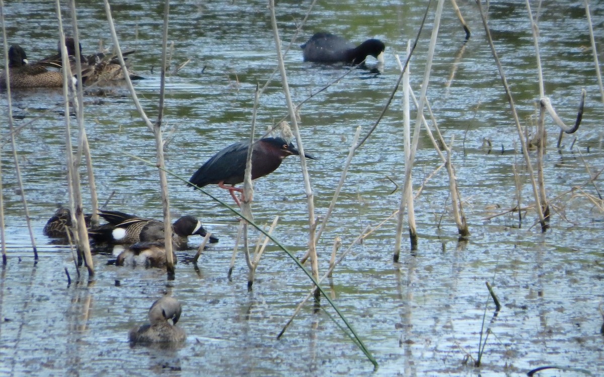 Green Heron - ML645143918