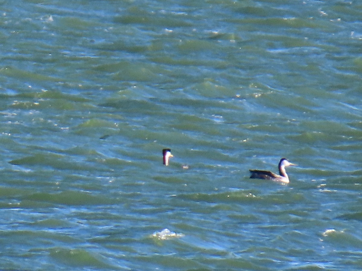Western Grebe - ML645143924