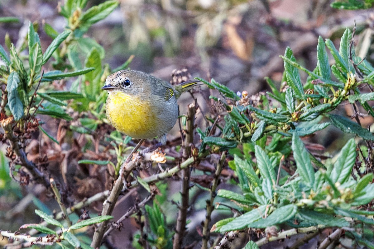 Common Yellowthroat - ML645143930