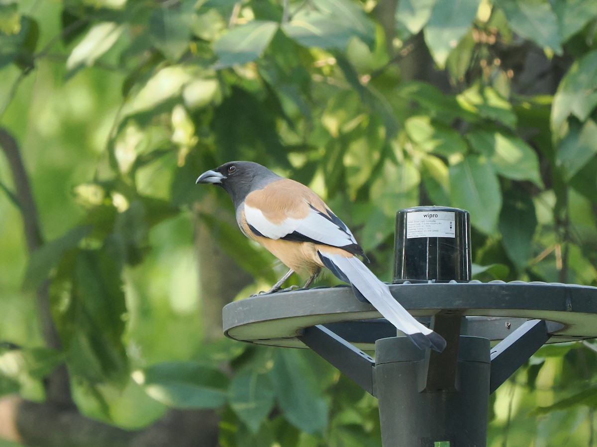 Rufous Treepie - ML645143942