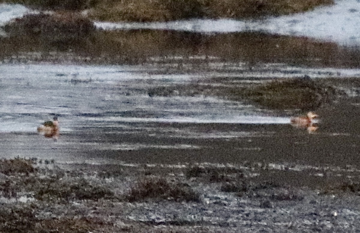 Little Grebe - ML645143943