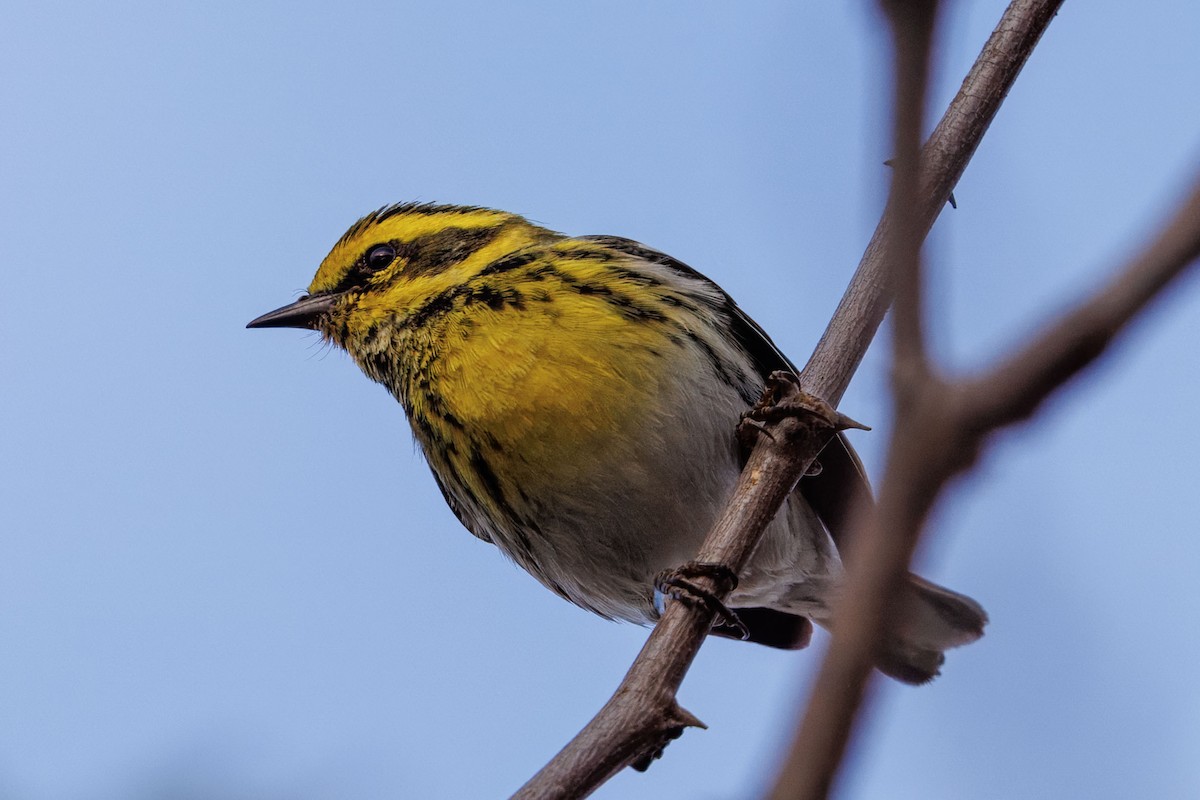 Townsend's Warbler - ML645143944