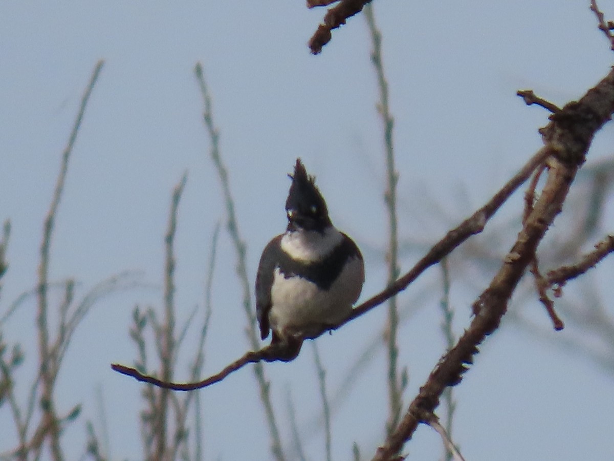 Belted Kingfisher - ML645143950