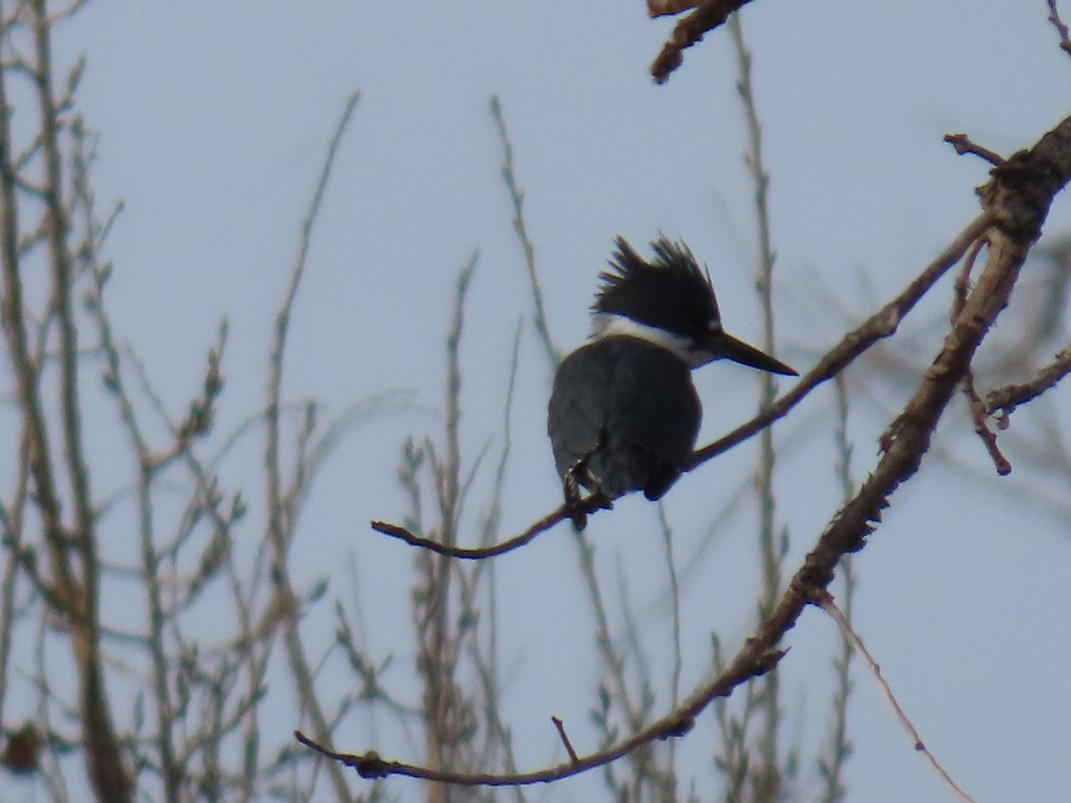 Belted Kingfisher - ML645143951