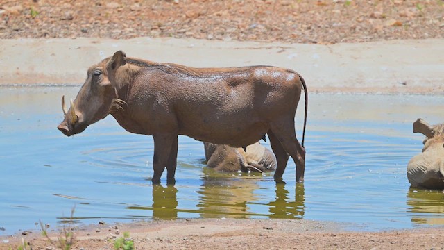Desert Warthog - ML645143963
