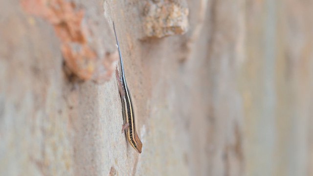 African Five-lined Skink - ML645143964