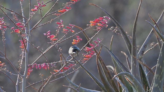 Саїманга пурпурова - ML645143966