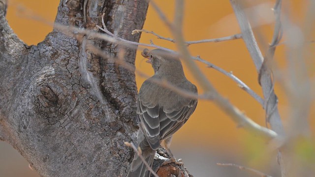 Горобець сахелевий - ML645143971