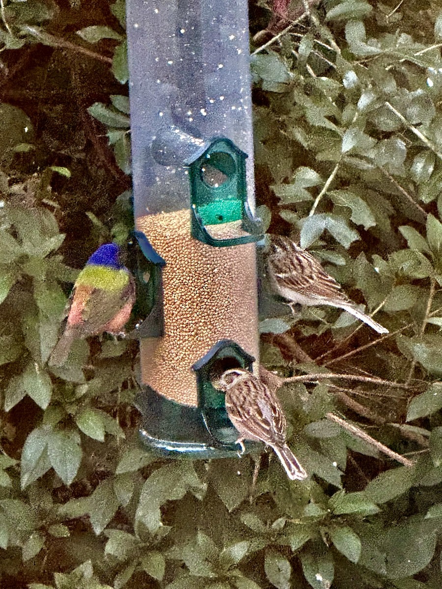 Painted Bunting - ML645143973