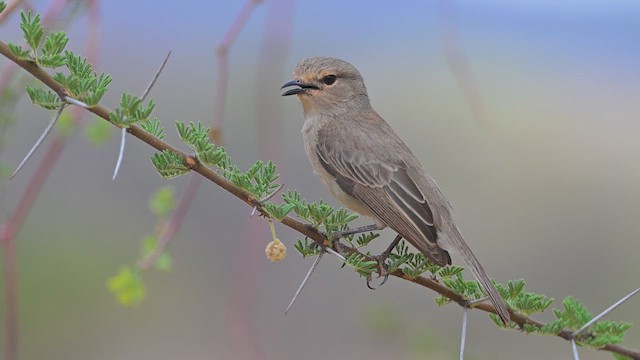 Мухарка попеляста - ML645143975
