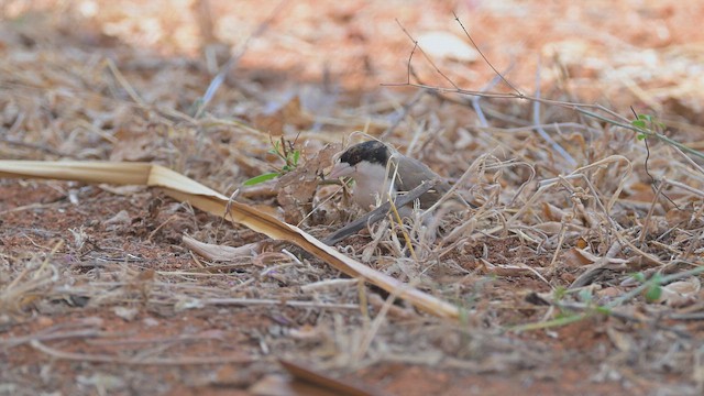 Громадник чорноголовий - ML645143976